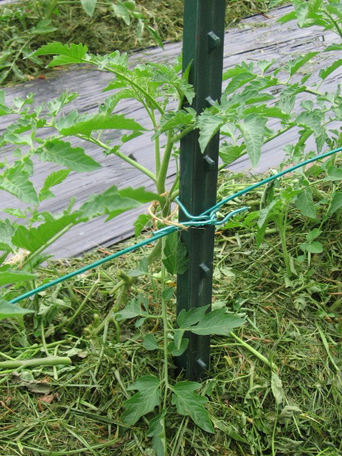 tarim siteniz domates yetistirme puf