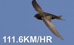 Penguins and Swift Bird पेंगुइन और स्विफ्ट