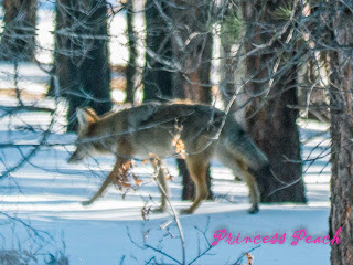 Grand-Canyon-National-Park-Coyote