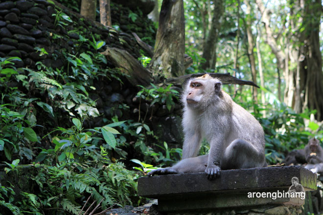 mandala wisata wenara wana ubud