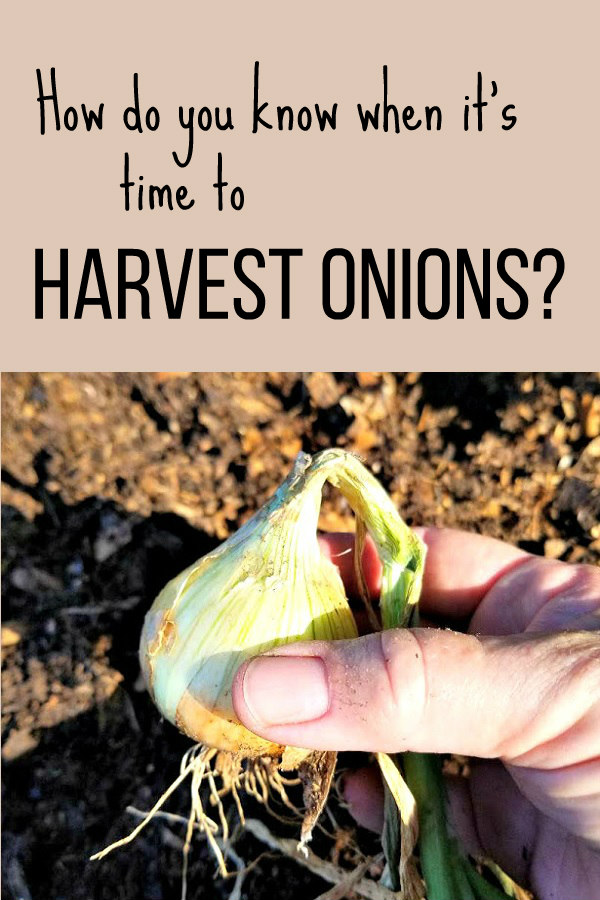 How to Harvest, Cure and Store Onions Oak Hill Homestead