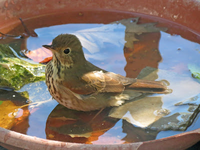 Hermit Thrush - Button Bay Road, Wolfe Island, ON