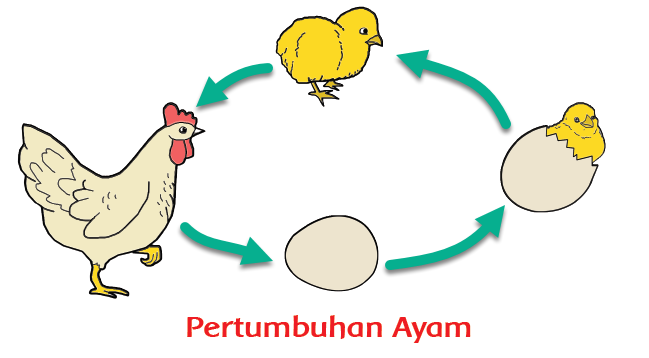 Pembelajaran 1 Subtema 3 Pertumbuhan Hewan  Mikirbae