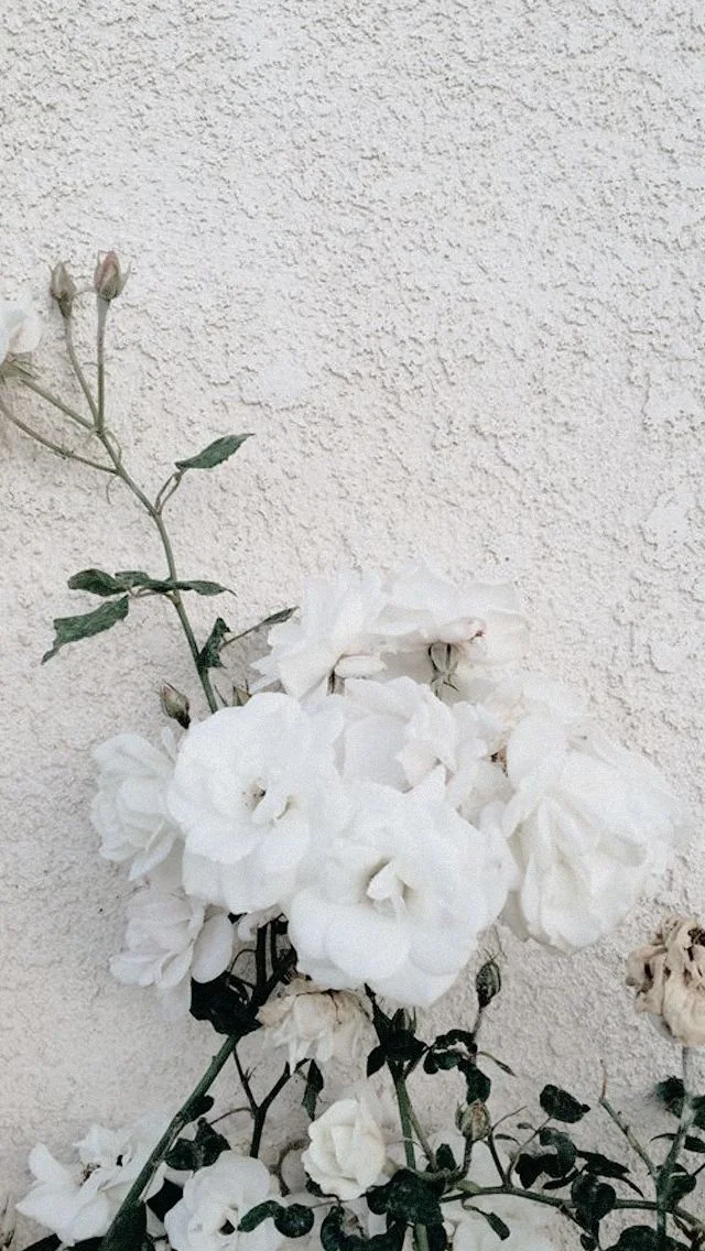 Gambar Bunga Mawar Putih Untuk Wallpaper Hp Android