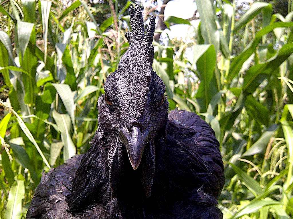 View Ayam Cemani Chicken Egg Yolk PNG