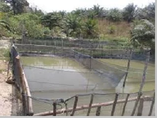 Kolam ikan papuyu/betok/betik