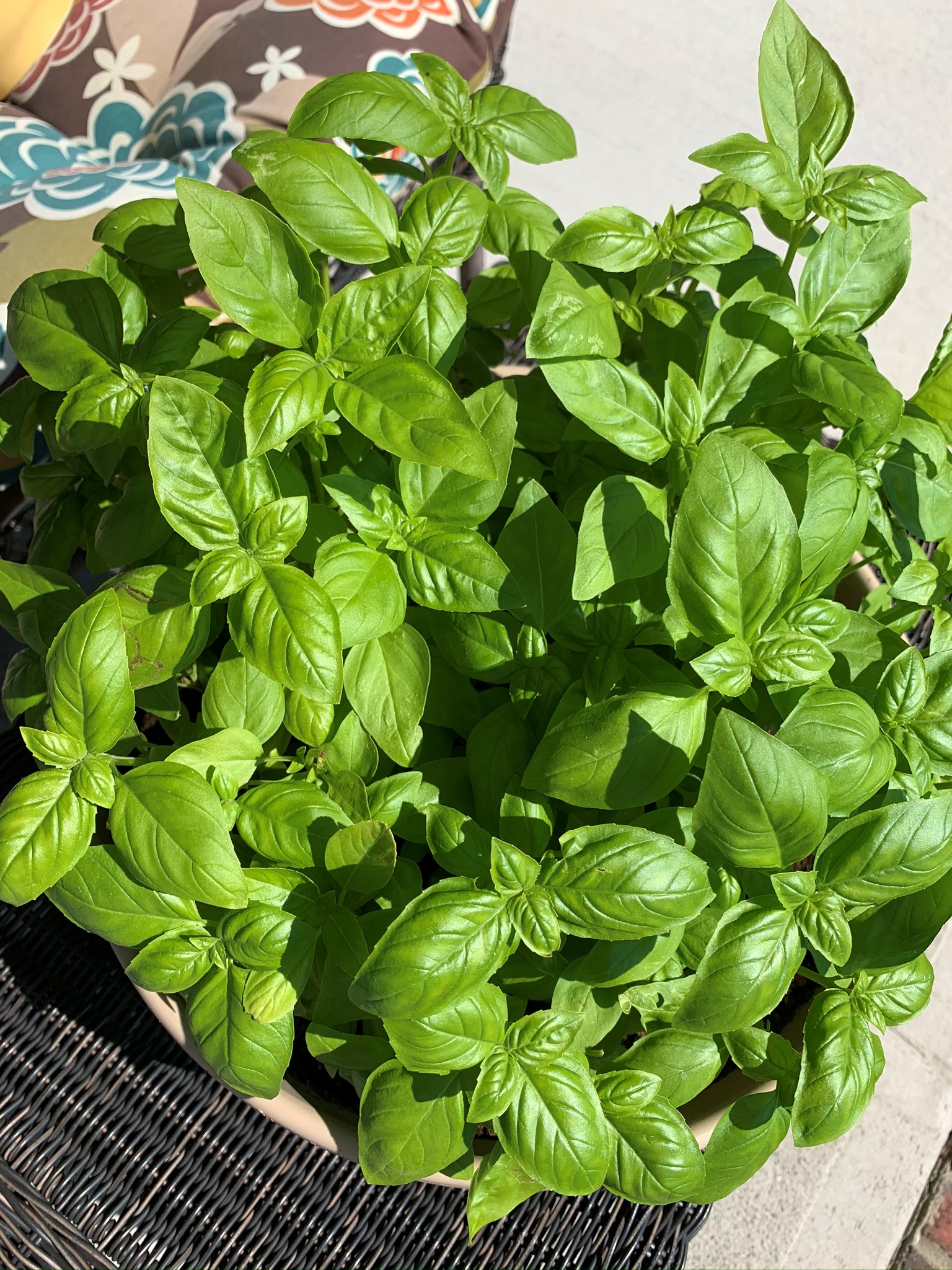 Jersey Girl in the Kitchen Nut Free Pesto