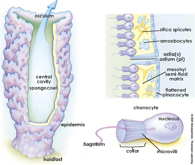 Ciencias de Joseleg 5 SISTEMA CIRCULATORIO DE LAS ESPONJAS Y CNIDARIOS