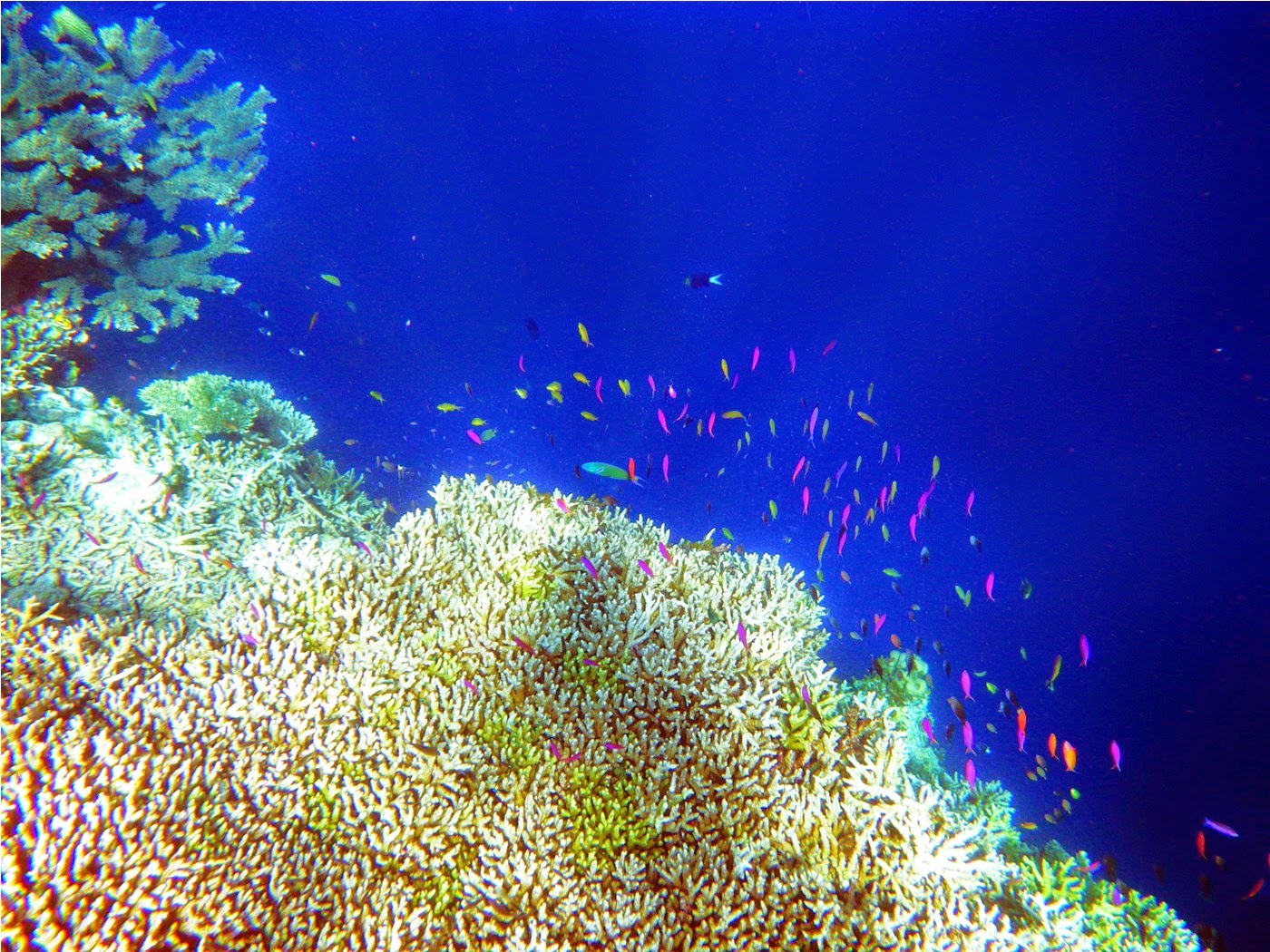    Warna warni ikan chromish di terumbu dinding Atol Kakaban   