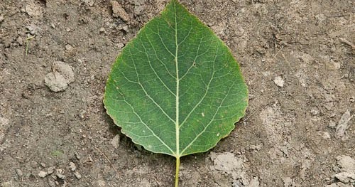 Arbres des parcsnature et boisés de Montréal Feuilles