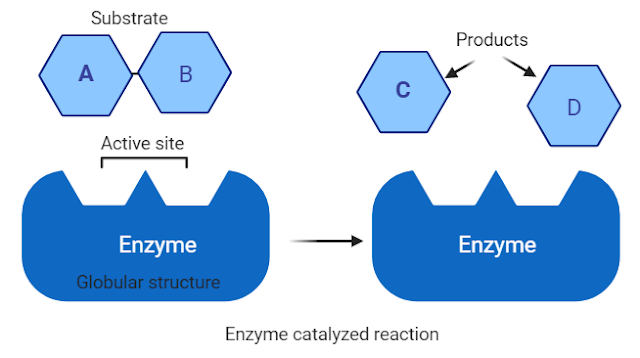 what is enzyme in biology, structure and function of enzyme