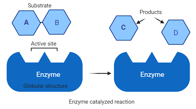 What is Enzyme? Structure, Location and Function