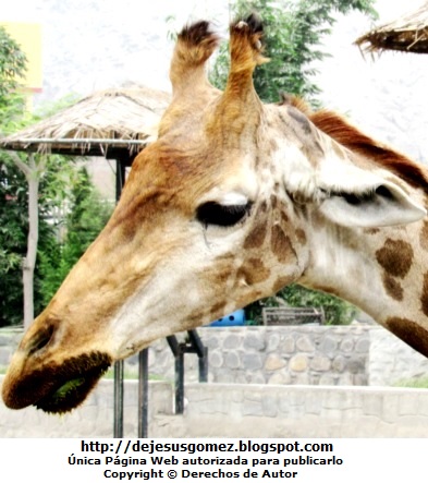 Jirafa Foto de perfil a la cara de la jirafa en el Parque de Huachipa. Foto de una jirafa de Jesus Gómez