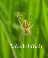 Anim Agro Technology: LABAH-LABAH DAN KEPENTINGANNYA