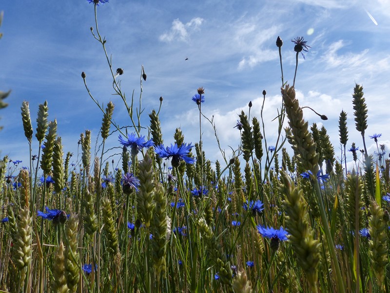 Du ciel bleu