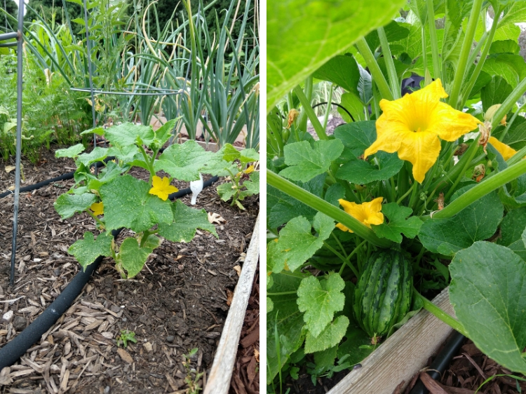 Cucumbers and Acorn Squash // Garden Update July 2019 // www.thejoyblog.net