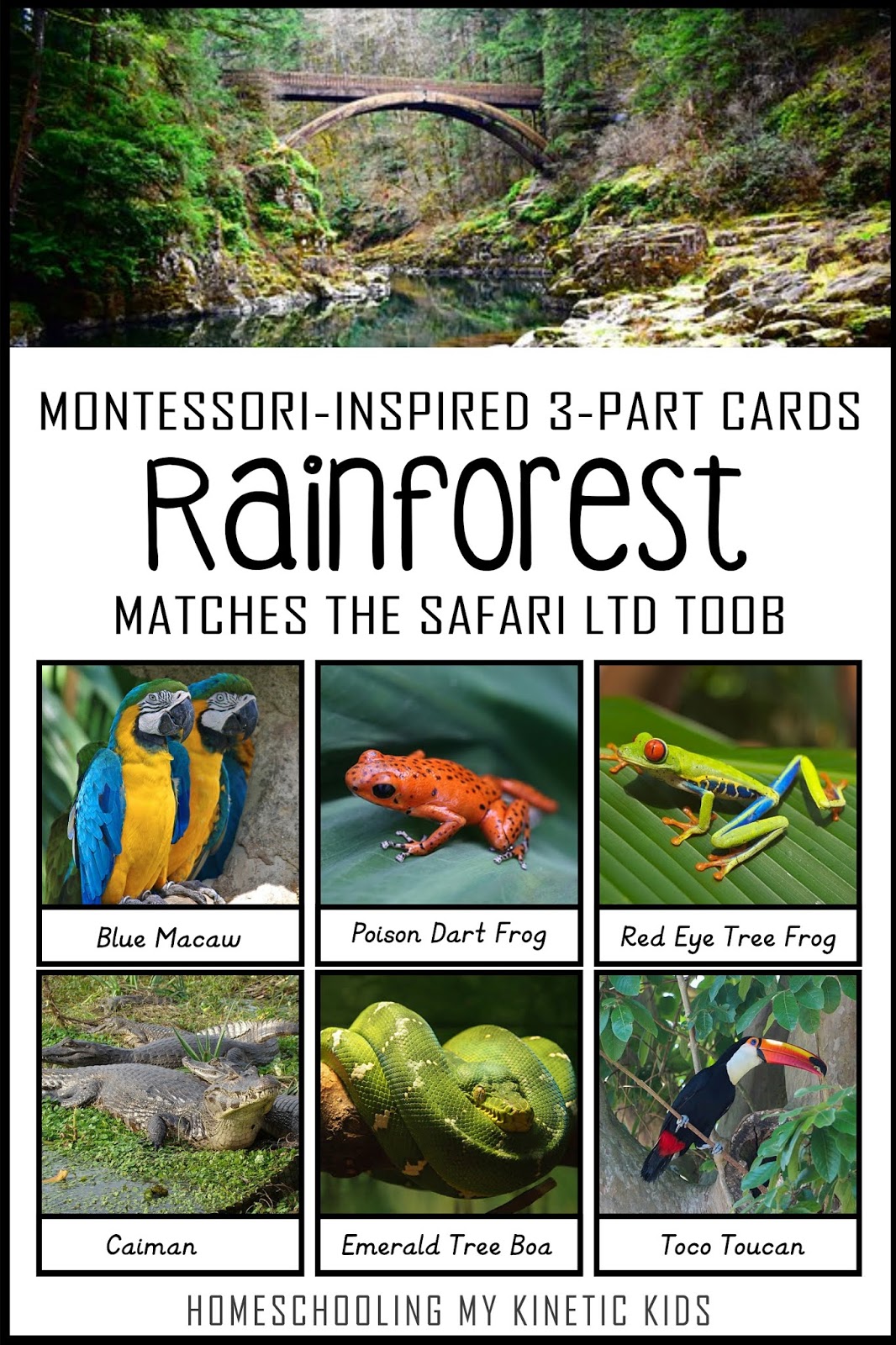 MontessoriInspired RAINFOREST 3Part Cards to Match Safari LTD Toob