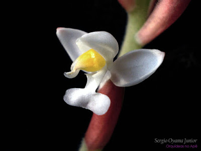 Orquídea Ludisia discolor