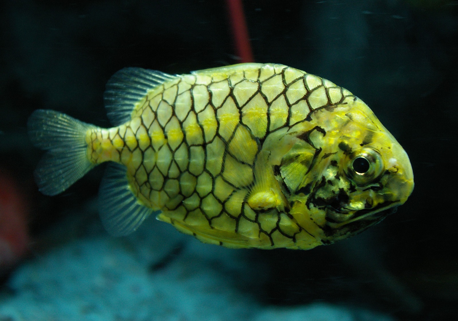 Real Monstrosities Pinecone Fish real-monstrosities-pinecone-fish