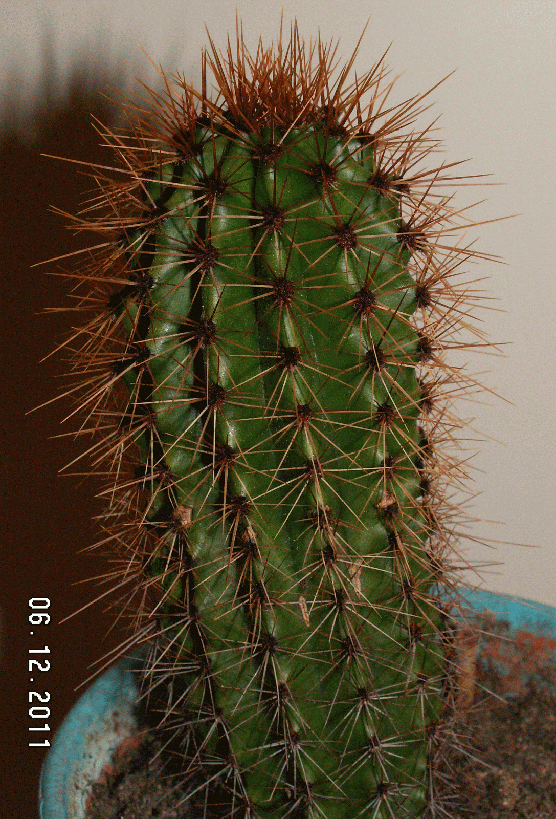 Kaktus Lajit