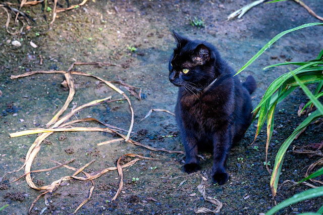 Cat at Blue Ridge Daylilies
