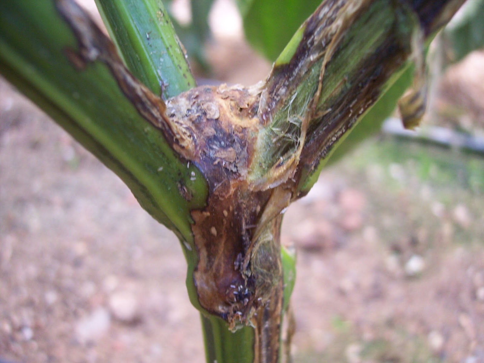 Homo agricola: A vueltas con las pudriciones en pimiento