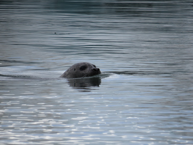 Islandia Agosto 2014 (15 días recorriendo la Isla) - Blogs de Islandia - Día 6 (Jökulsárlón - De Camino A Los Fiordos De Este) (6)