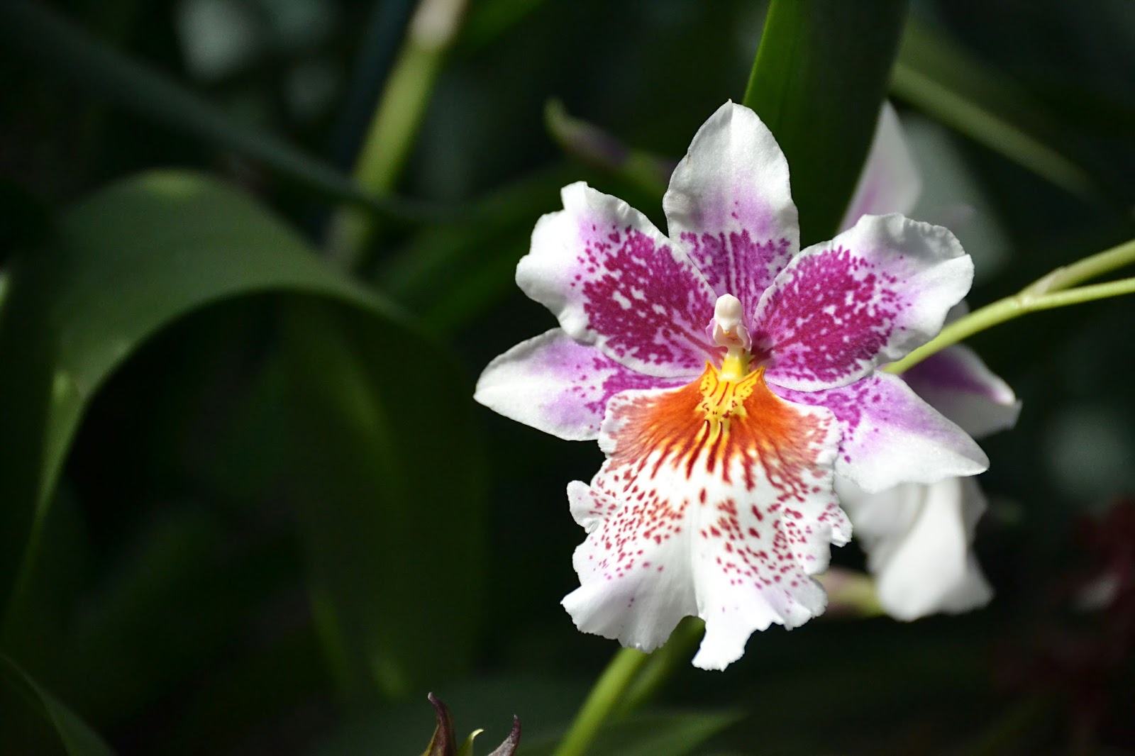 JTWOO Orchidelirium at the New York Botanical Garden