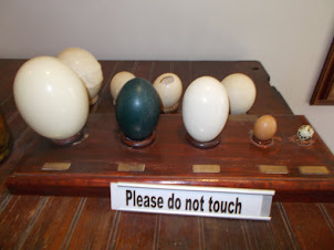 Ostrich egg in comparison with other bird's eggs.