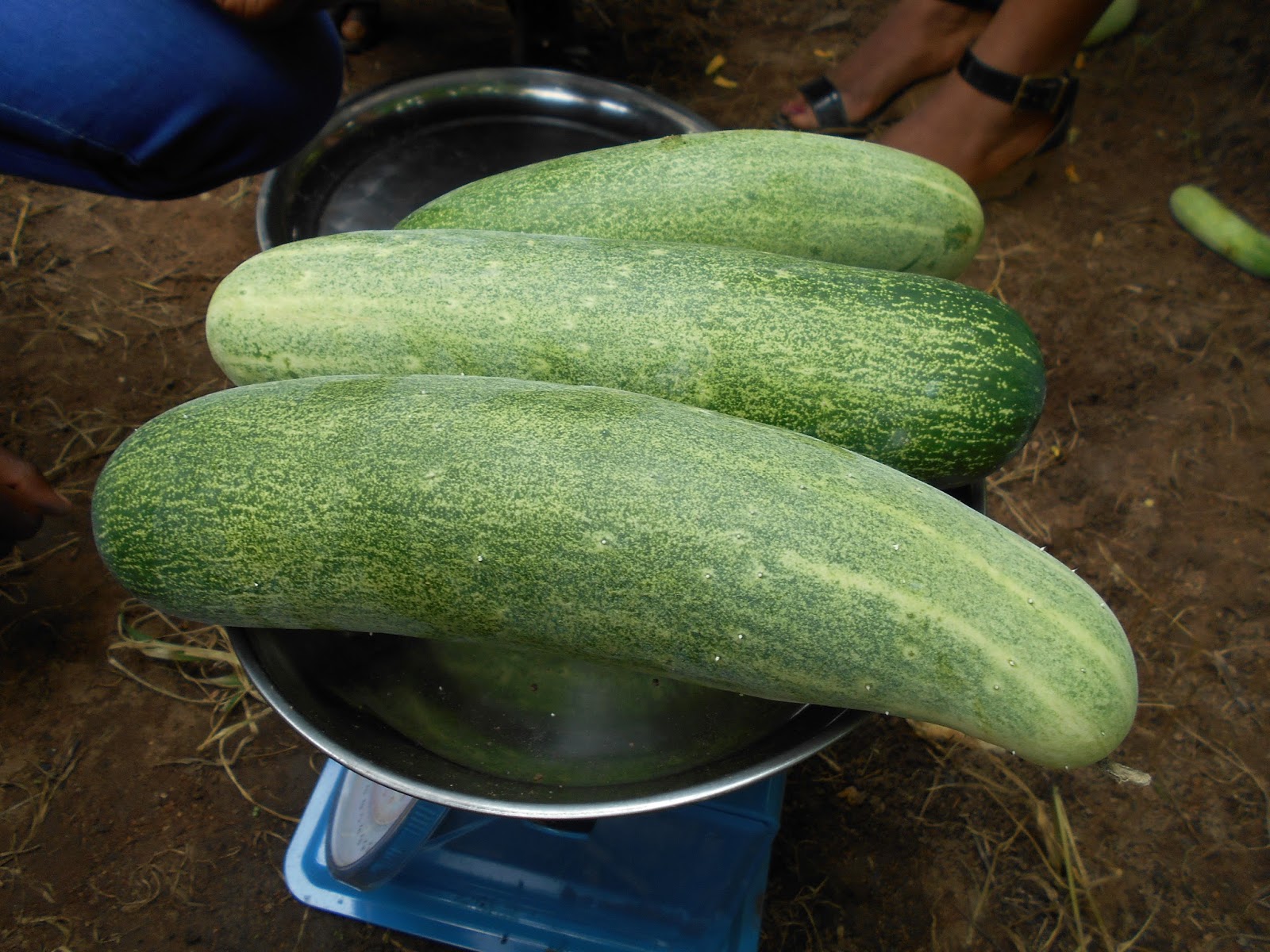 CUCUMBER CULTIVATION DICTIONARY (Part 3) HYBRID VEGGIES
