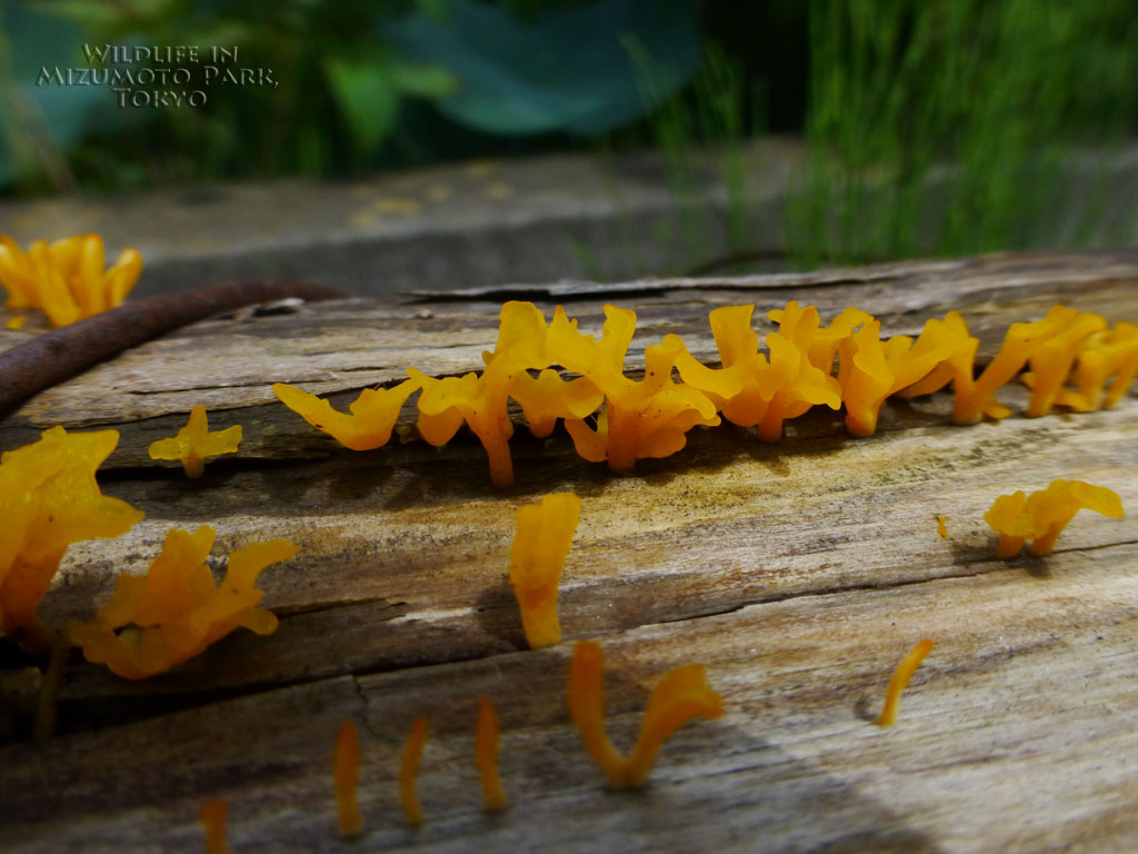 ツノマタタケ Fanshaped Jelly Fungus水元公園の生き物