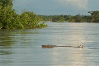 Kamboçya'nın Kratié eyaletinde Mekong Nehri'nde Irrawady yunusu.