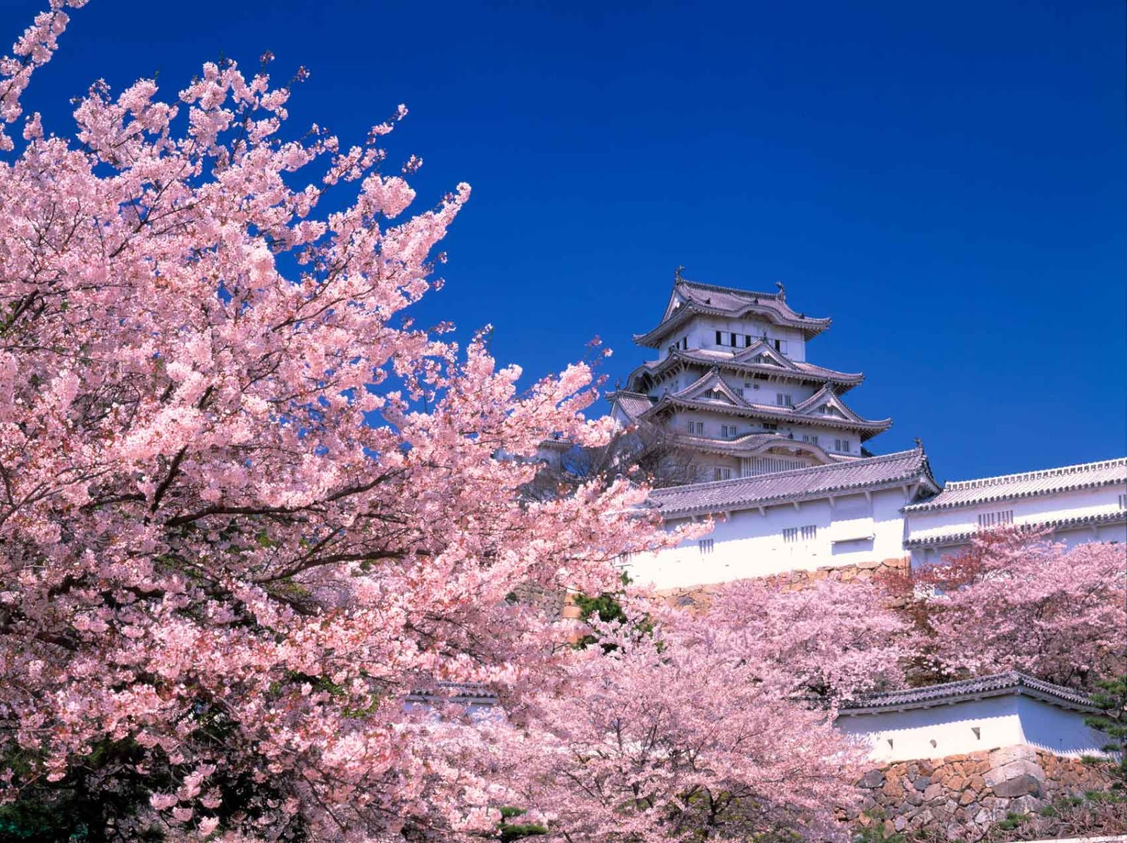  Musim Bunga  untuk Orang Jepun Diari KIKBM