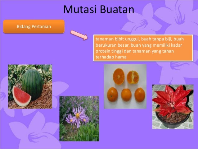 Contoh Mutasi Pada Tumbuhan