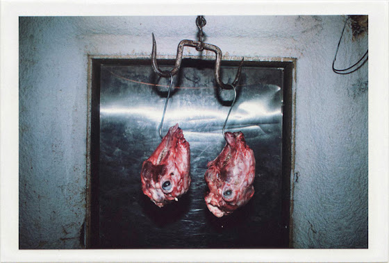 dirty photos - fumus - a photo of two slaughtered lamb heads