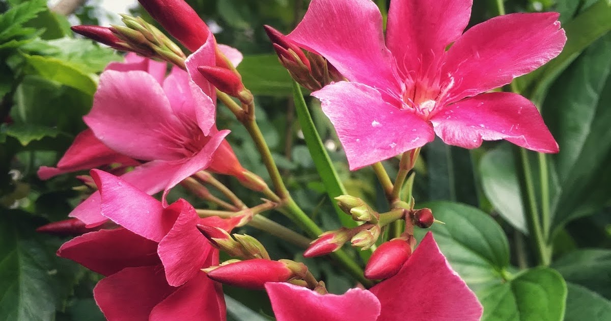Why Oleander plant considered to be one of the most poisonous plant?