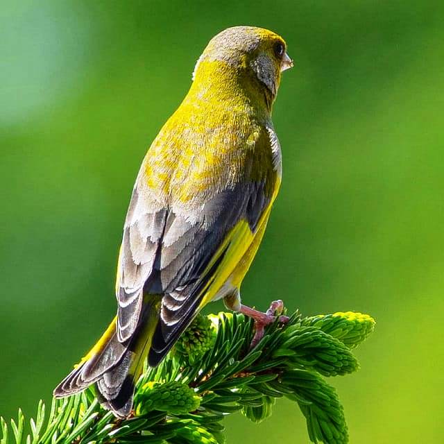American Singer Canary Bird History House Birds American Singer Canary Bird History House Birds