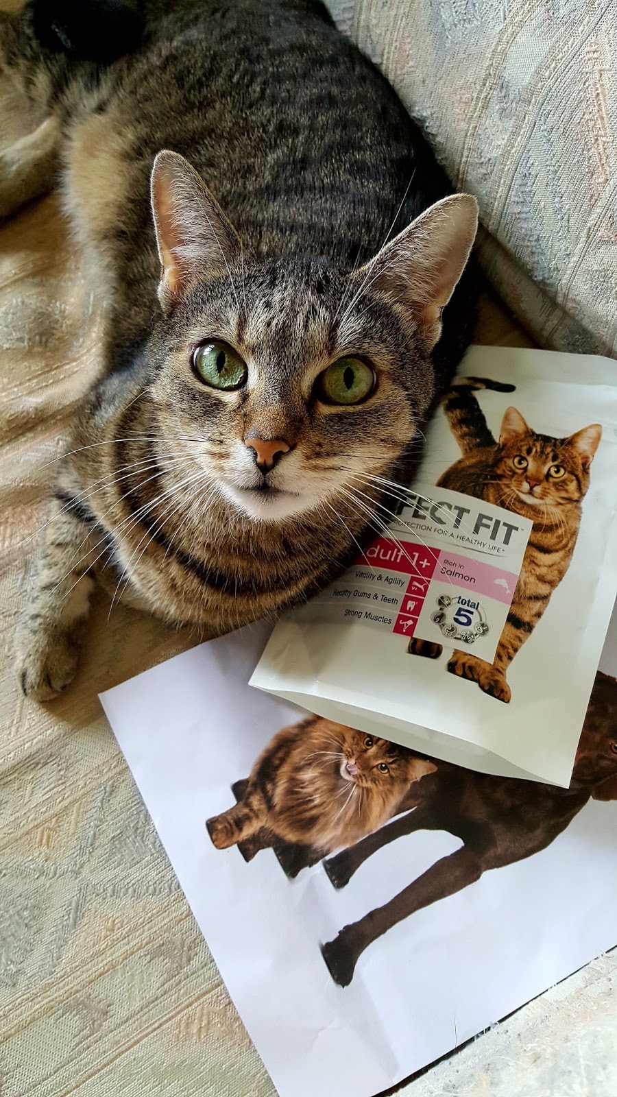 perfect fit dry cat food