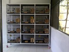 Lovebird Breeder Kandangkoloni