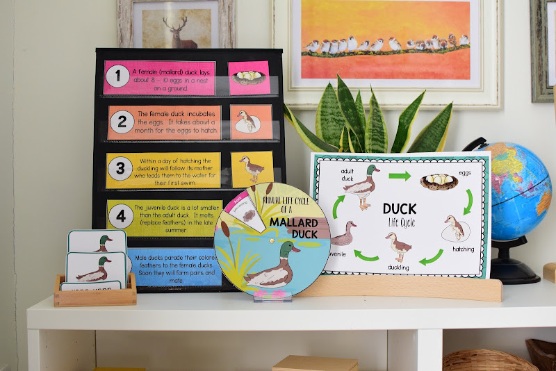 Poster Animaux Colorés Gratuit - AfficheJPG