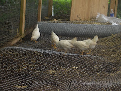 coop chicken floor wire rat chicks chang farmer cs kim natural mongoose 10days maybe problems lost hope having last am