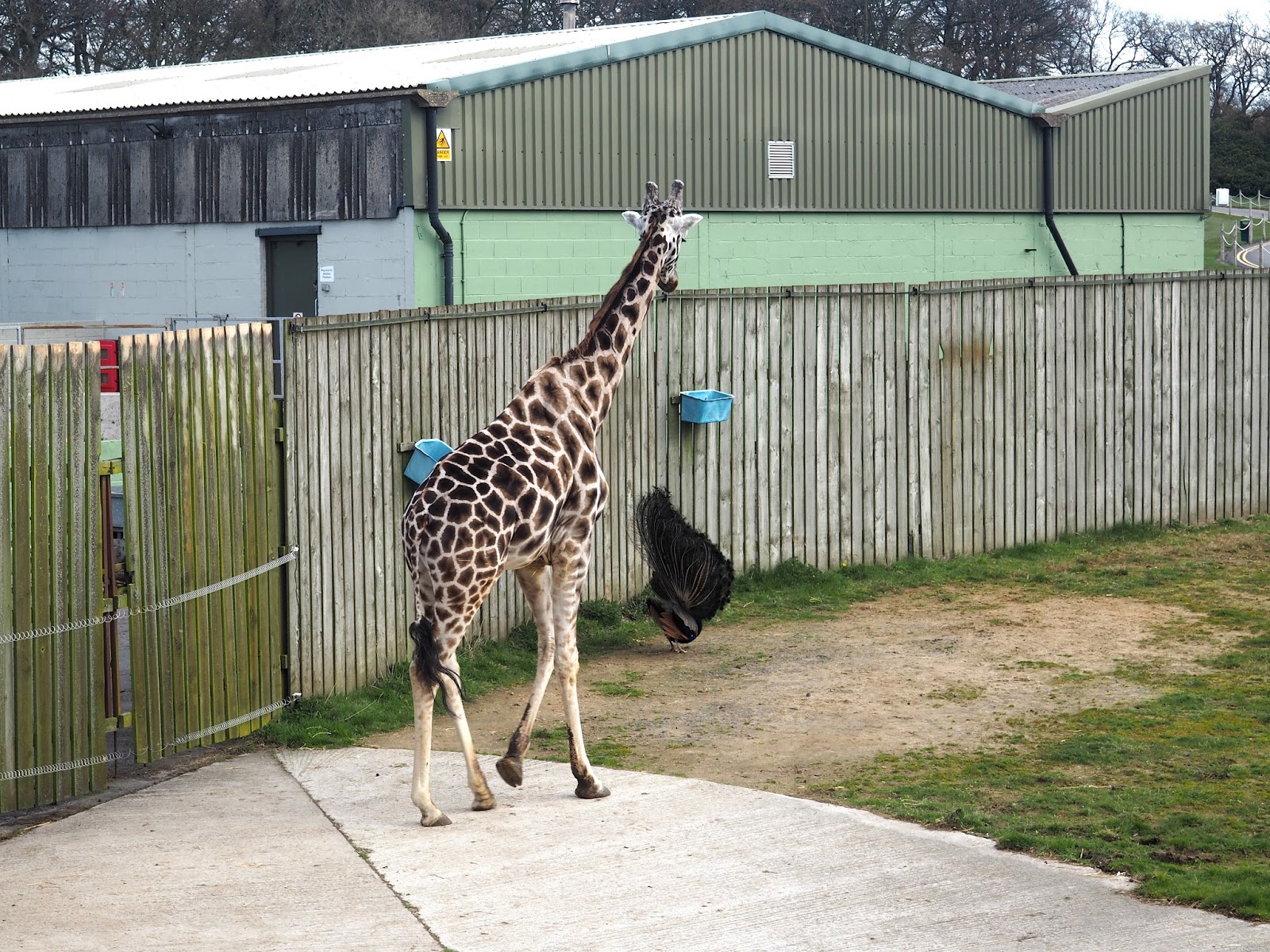 knowsley safari park feed giraffes