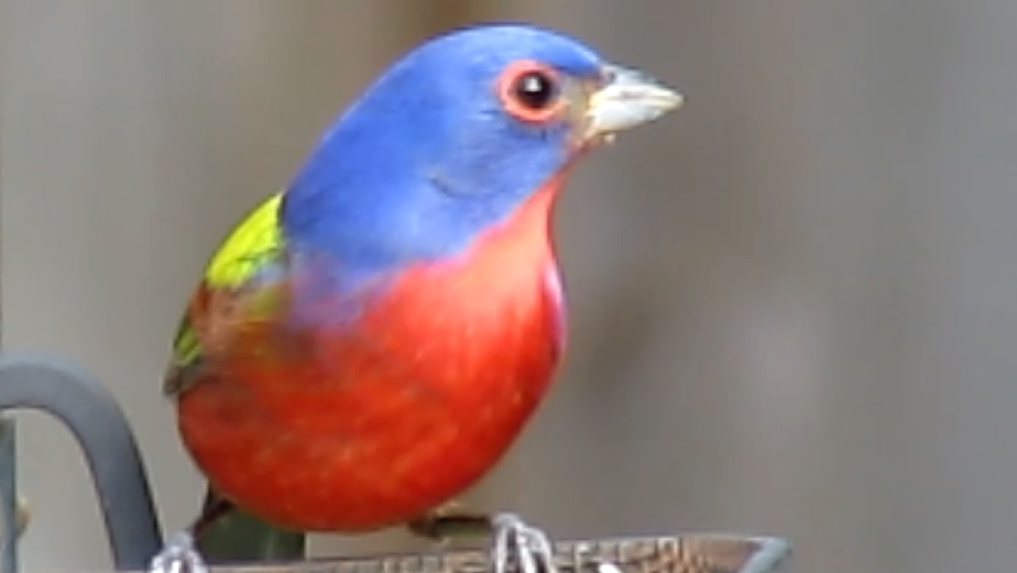 Backyard Birding....and Nature Painted Bunting Spotted in New York City!