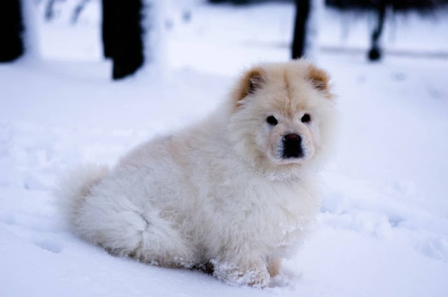 polar bear dog breed