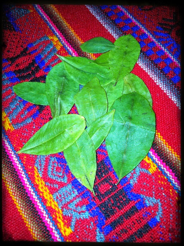 ILLARIY La sagrada hoja de coca ILLARIY La sagrada hoja de coca