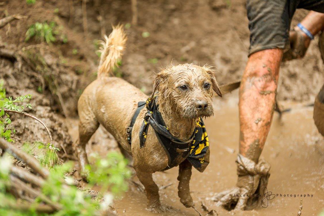 Swan Valley Mudfest Muddy Paws Challenge October 7 Australian Dog Lover