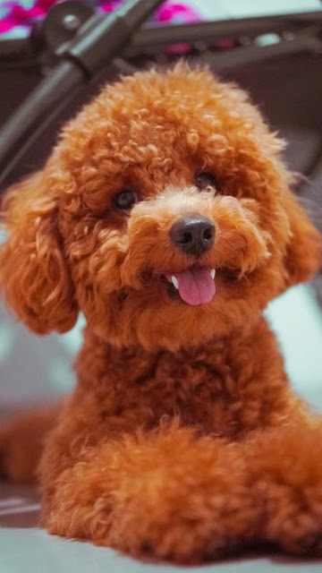 Toy Poodle is a small dogs and among the most beautiful dogs in the world.