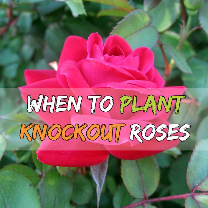 When to Plant Knockout Roses Grow Your Own Garden