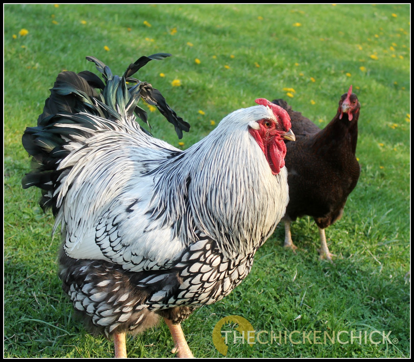 The Chicken Chick® The Cut & Dry Truth about Diatomaceous Earth DE