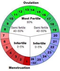 Periode menstruasi dan masa subur